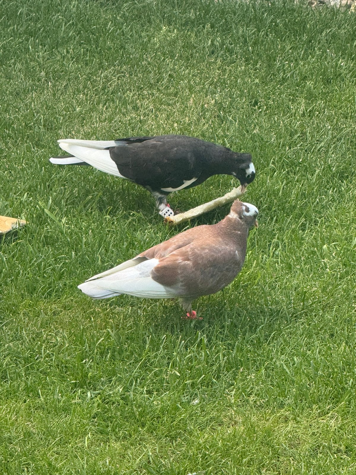Sierduiven, Meerdere dieren, Overige soorten