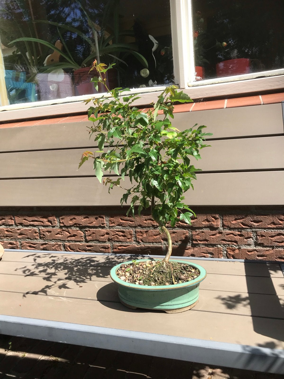 Bonsai acer drietand, jonge boom, Vaste plant, Bloeit niet, Halfschaduw, Ophalen