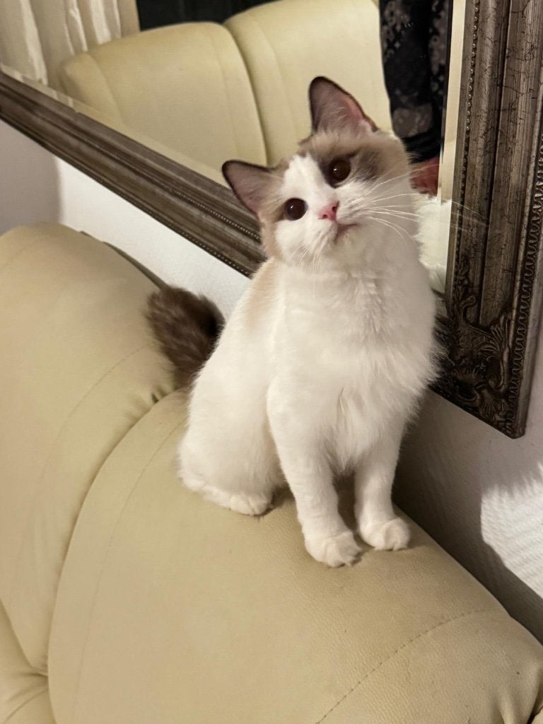 Een liefdevol thuis gezocht voor onze bicolor Ragdoll Lina, Poes, Ontwormd, 0 tot 2 jaar