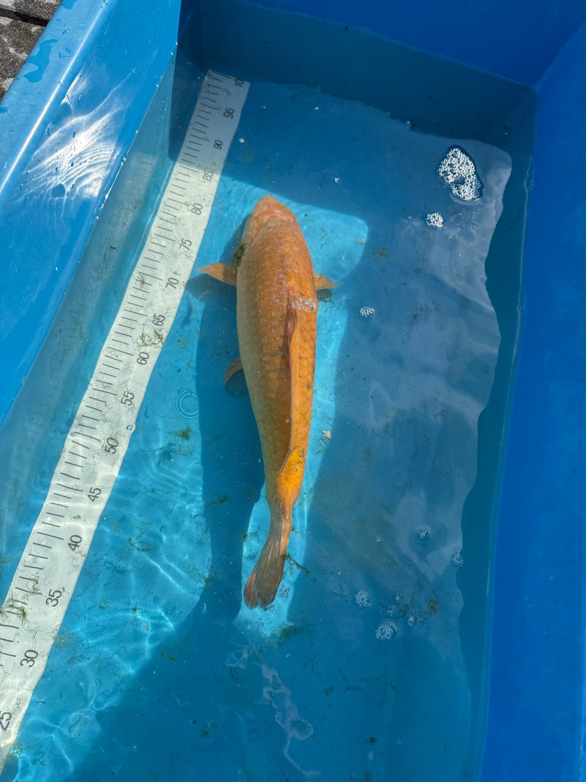 Japanse Chagoi Koi ( Vrouwelijk, ca. 47 cm) - Kim's Koi, Dieren en Toebehoren, Vissen | Vijvervissen, Karper of Koi