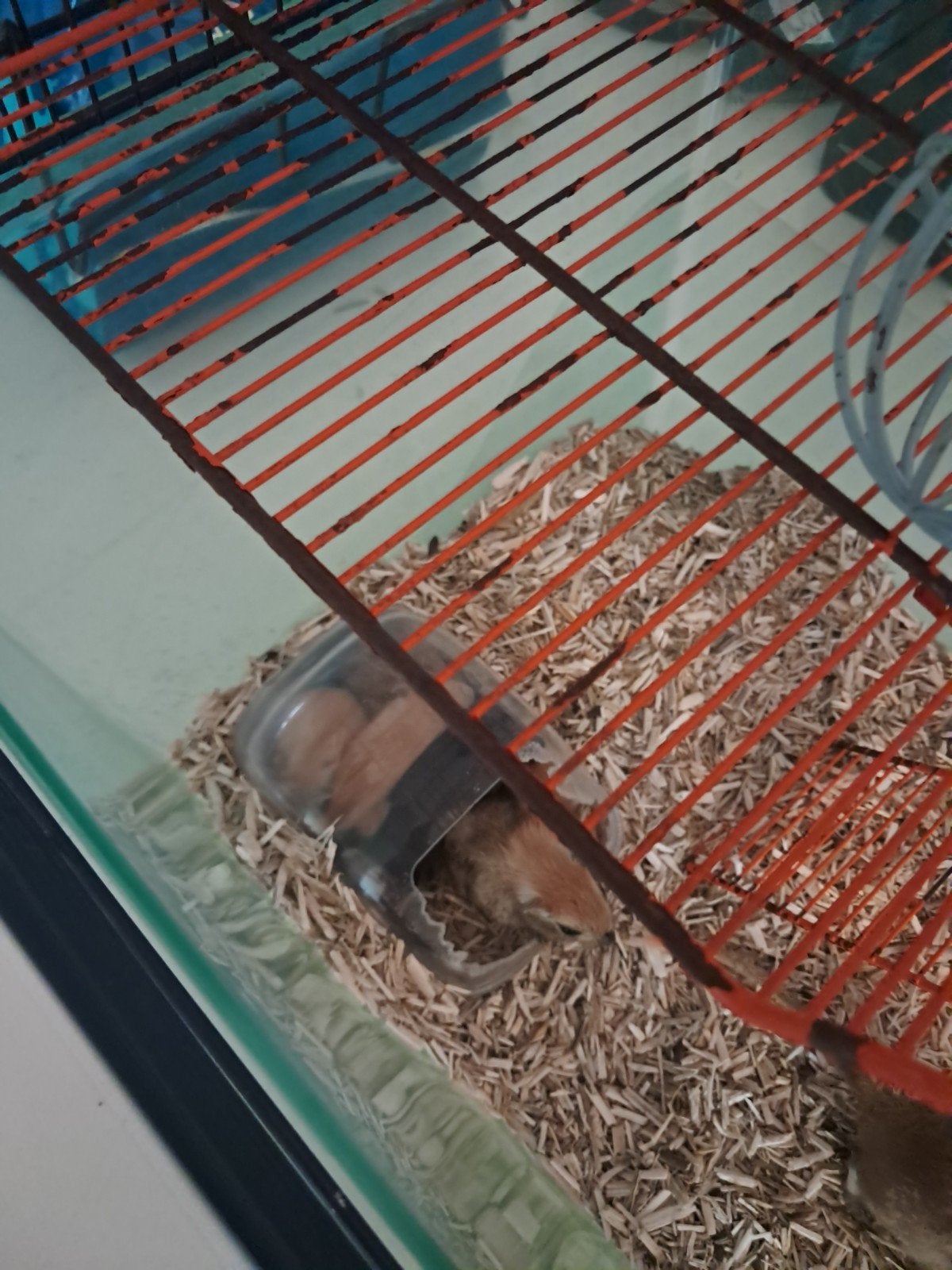 heb nog 3 jonge en paar van jaar vrouwtje, Dieren en Toebehoren, Knaagdieren, Vrouwelijk, Mei, Overige typen, Tam