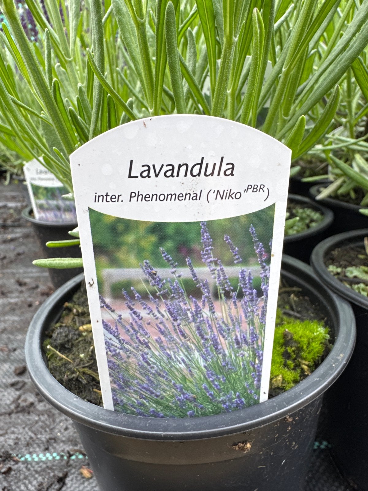 Lavandula Phenomenal - Sterke Lavendelplant in 13 cm pot, Ophalen, Volle zon, Vaste plant, Kruiden