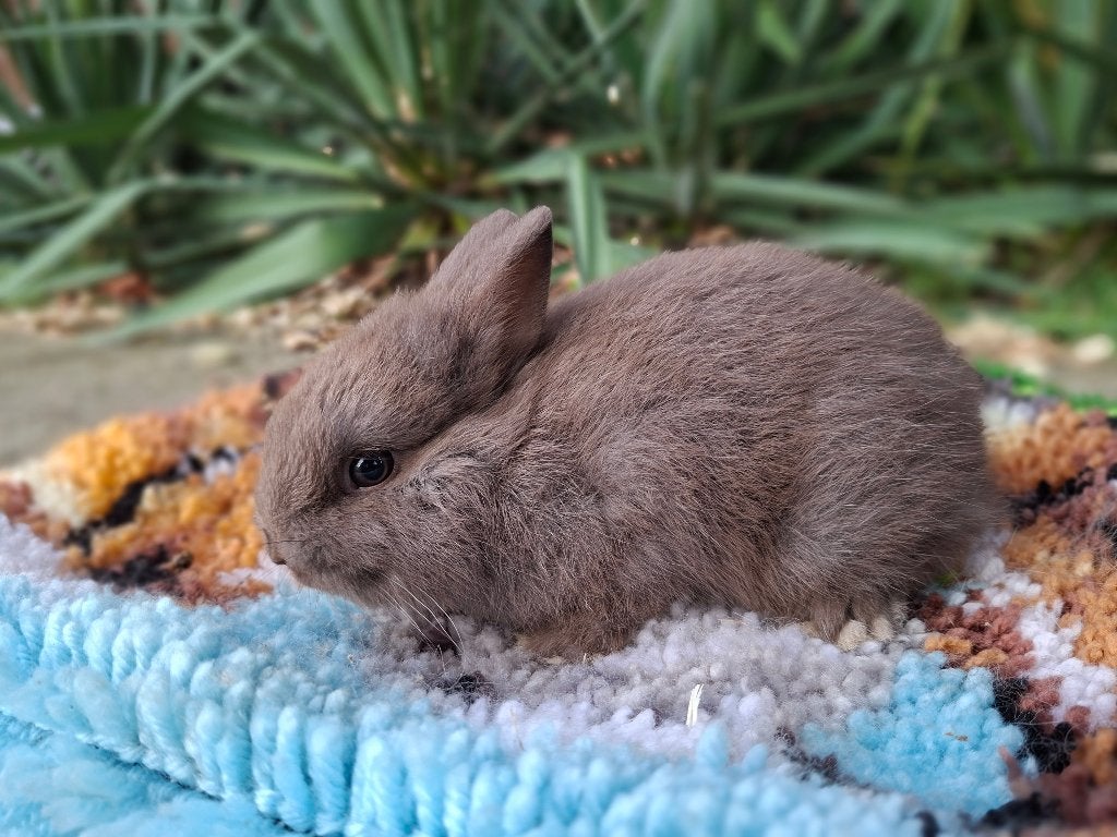 kleurdwerg, Mannelijk, Dwerg, 0 tot 2 jaar