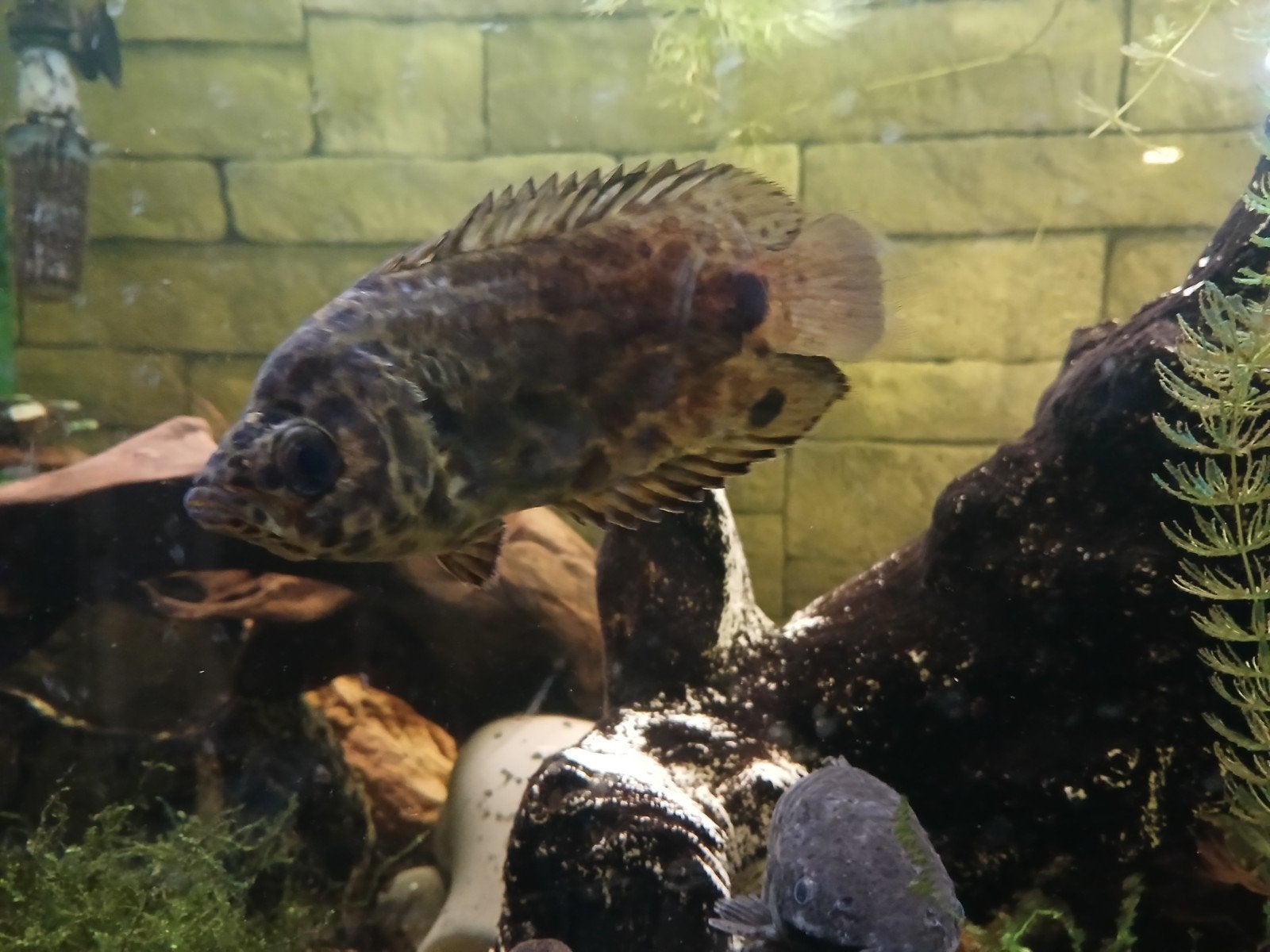 Ctenopoma acutirostre / luipaardklimbaars, Ophalen of Verzenden