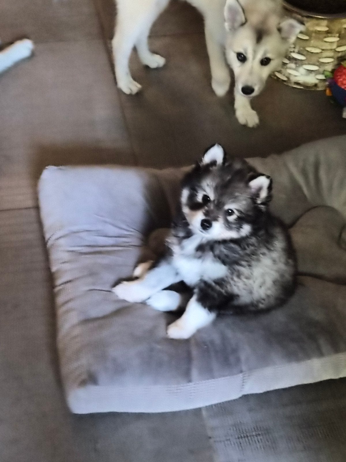 Pomsky F3 reutje, Dieren en Toebehoren, Reu, 8 tot 15 weken, Eén hond, Nederland