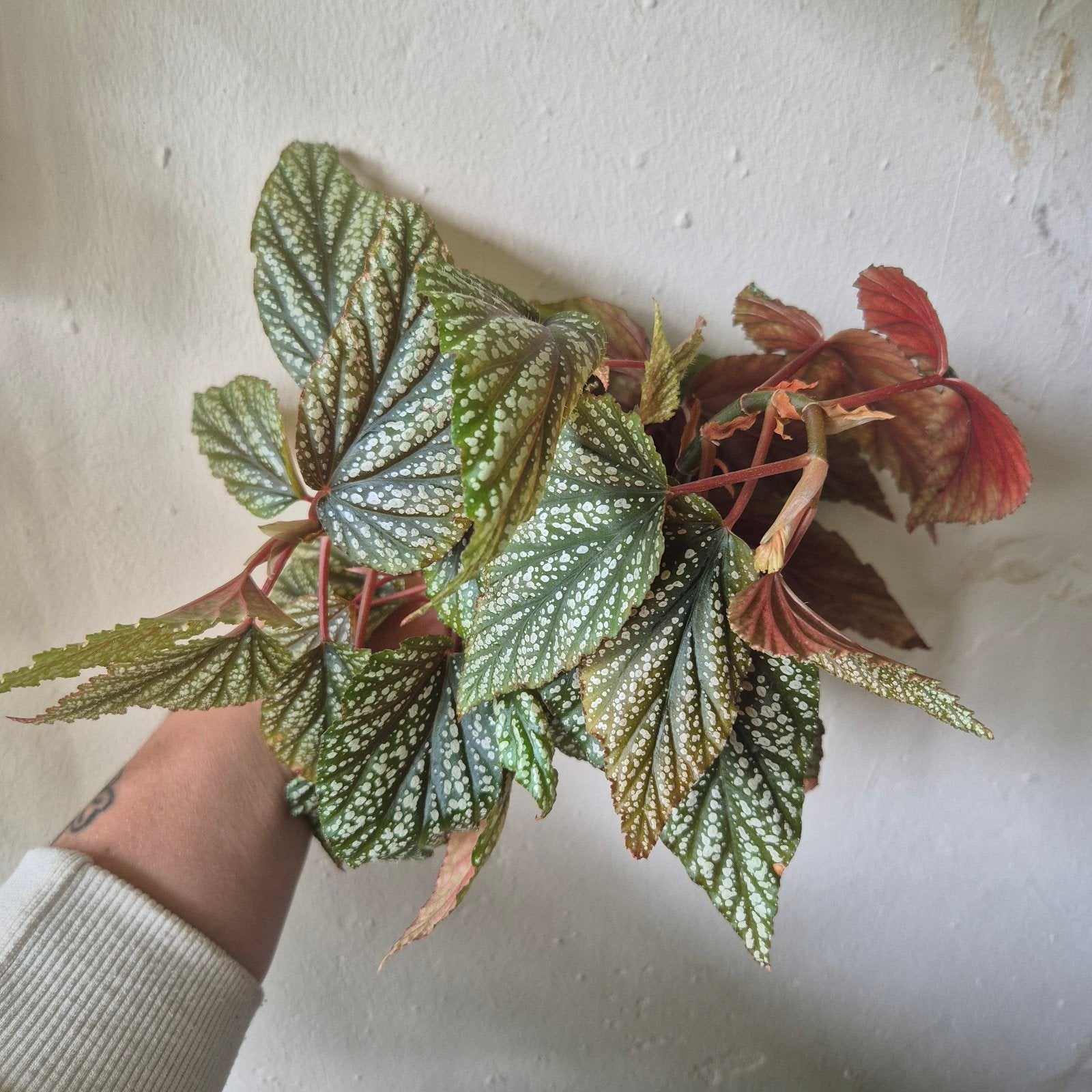 begonia guttata stekken (zie beschrijving), Ophalen of Verzenden, Halfschaduw, Minder dan 100 cm