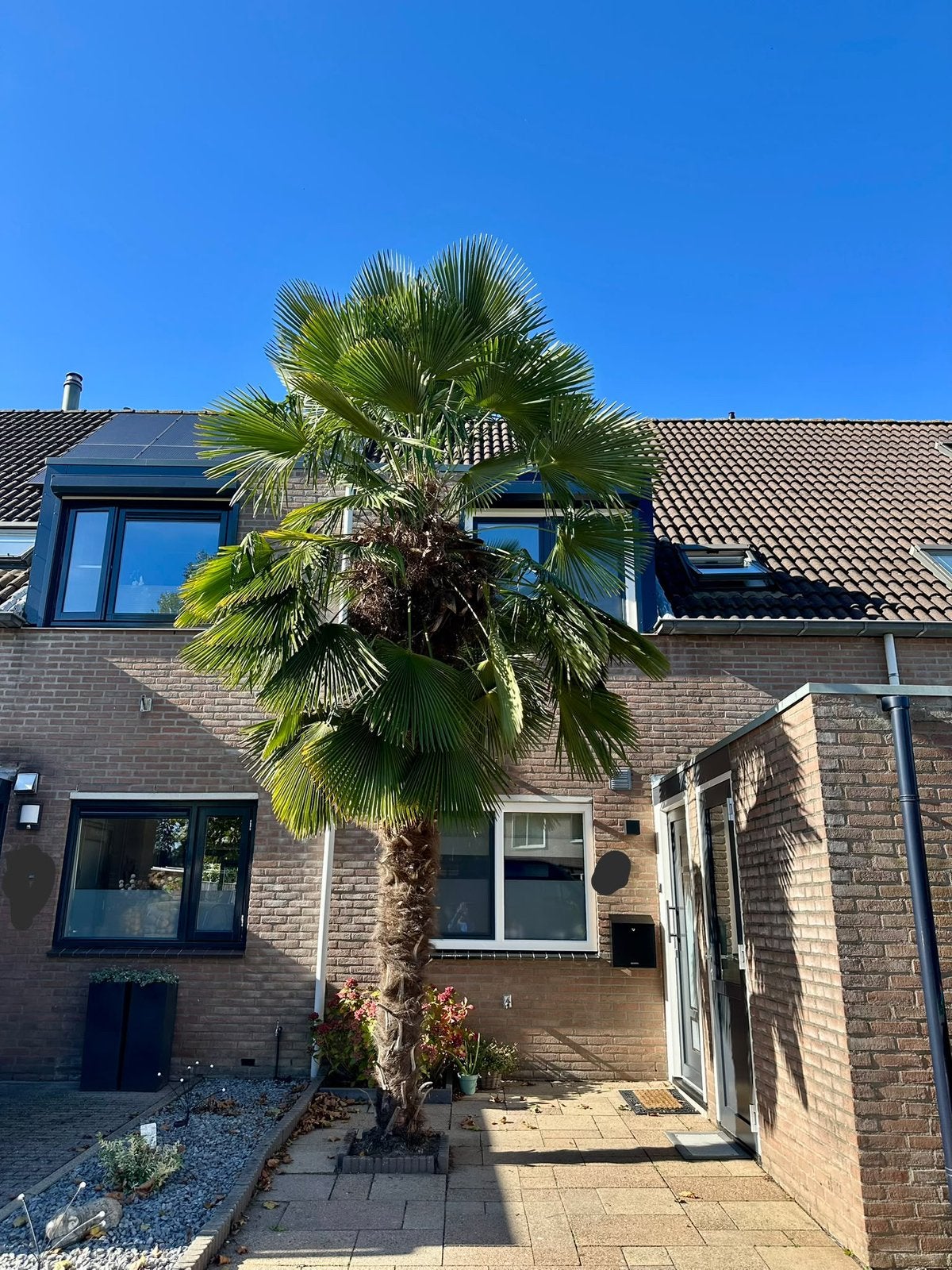 Palmboom te koop, Zomer, Palmboom, 400 cm of meer, Ophalen