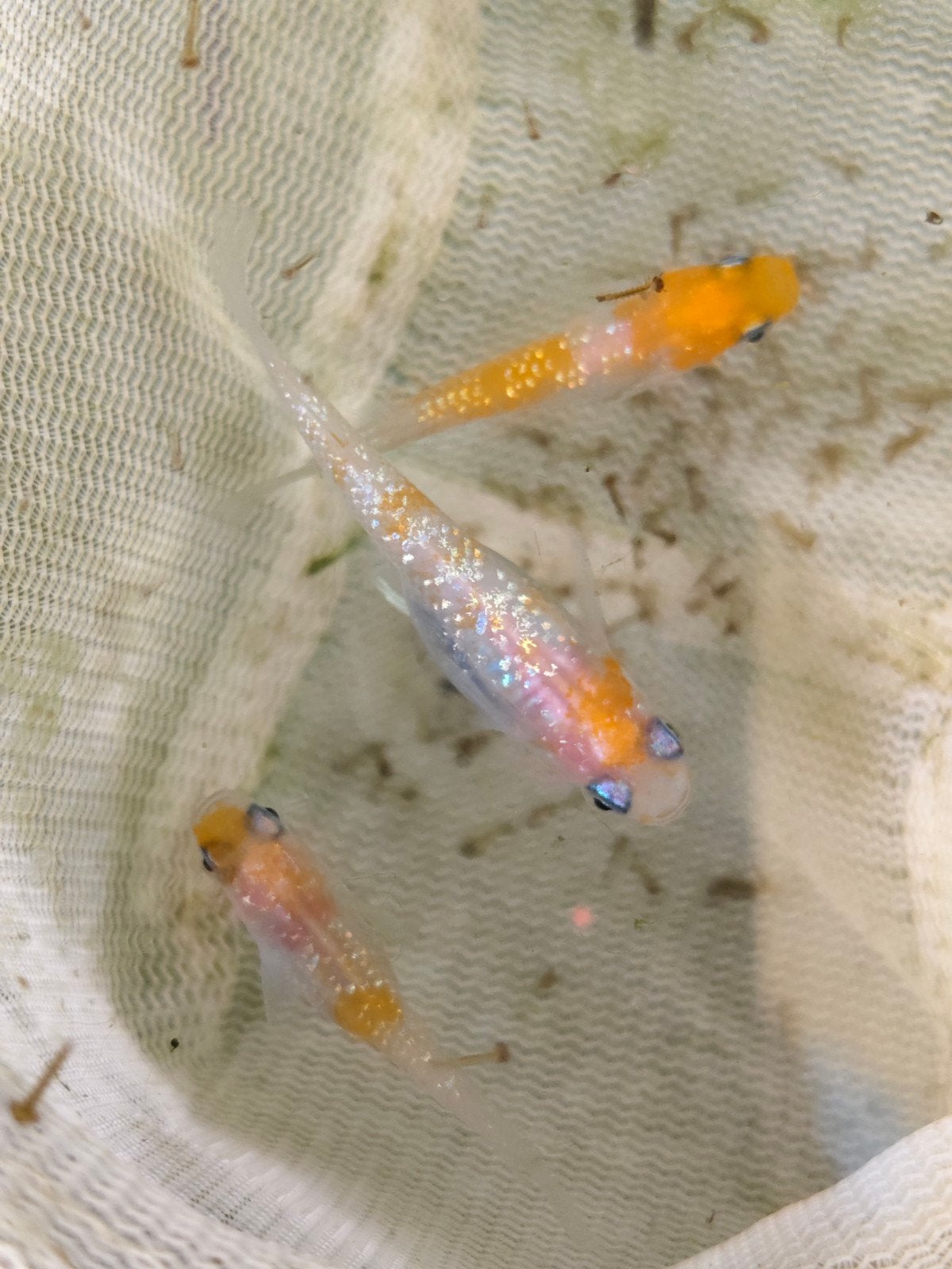 Tri color kōhaku Lamé medaka, Dieren en Toebehoren, Vissen | Aquariumvissen, Vis