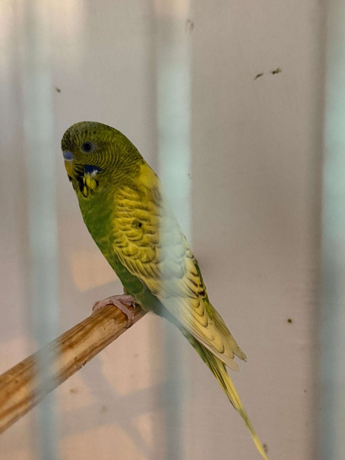 Blackface spangle grasparkiet, Dieren en Toebehoren, Vogels | Parkieten en Papegaaien, Meerdere dieren, Papegaai