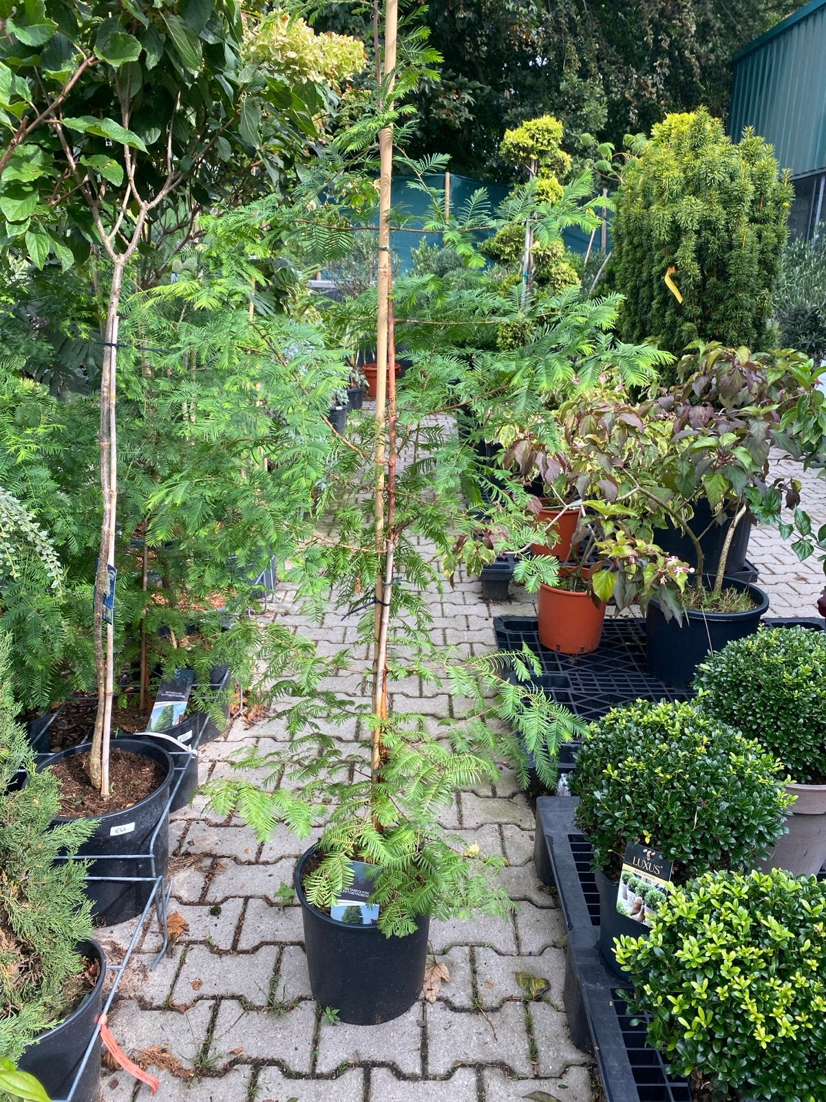 Metasequoia Glyptostroboides - Watercipres in pot 1,50 hoog, Bloeit niet, 100 tot 250 cm, Zuilboom, Ophalen