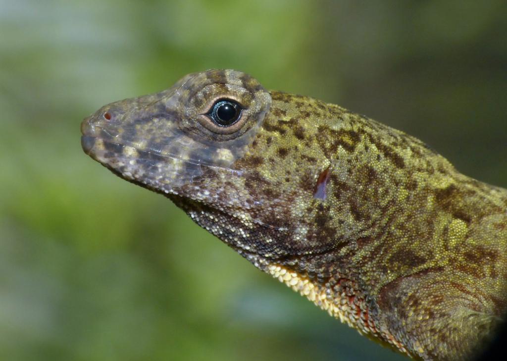 Anolis allogus, Dieren en Toebehoren, Hagedis, 0 tot 2 jaar
