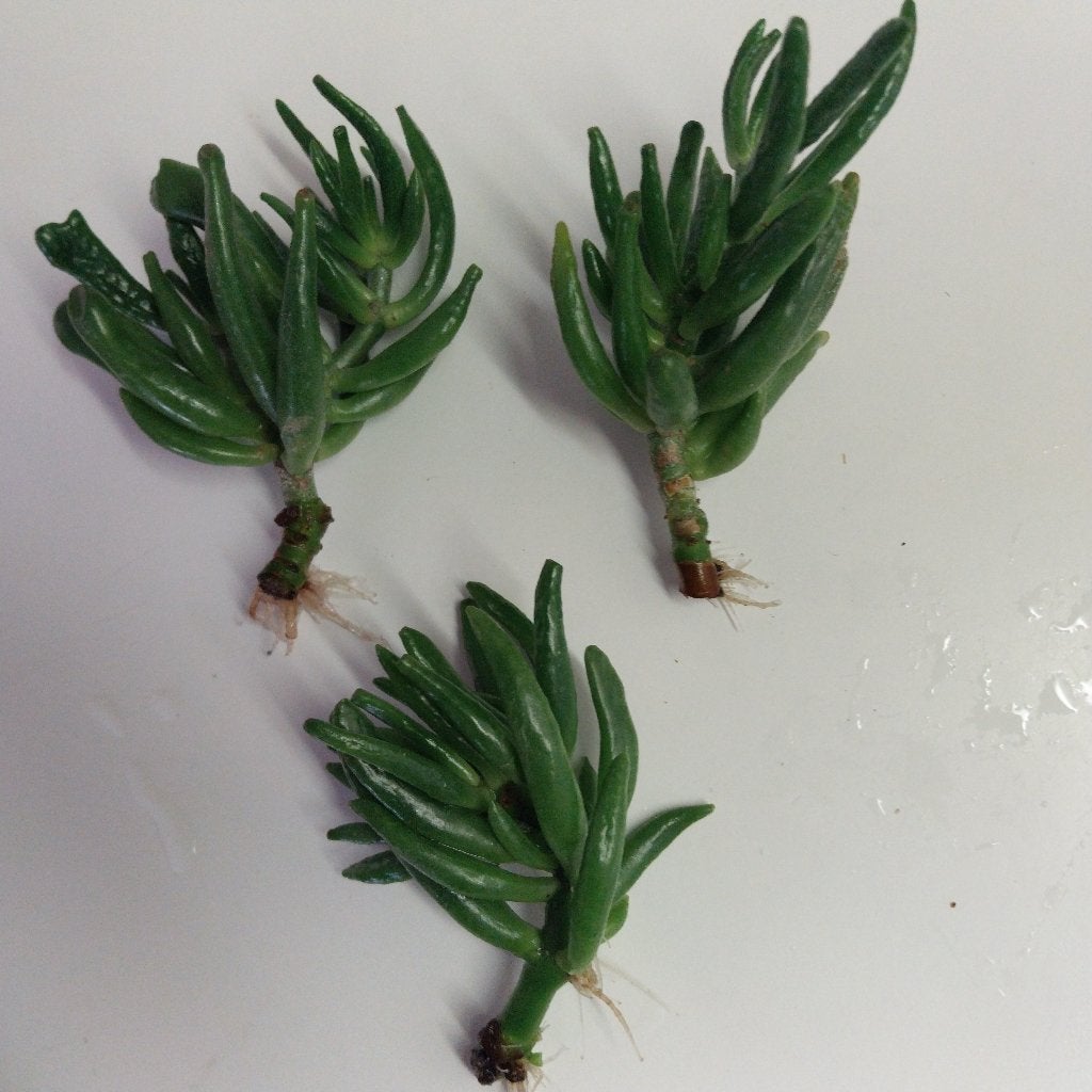 RUILEN? Crassula stekjes, geworteld of in pot, Huis en Inrichting, Kamerplanten, Ophalen, Vetplant, Halfschaduw, In pot