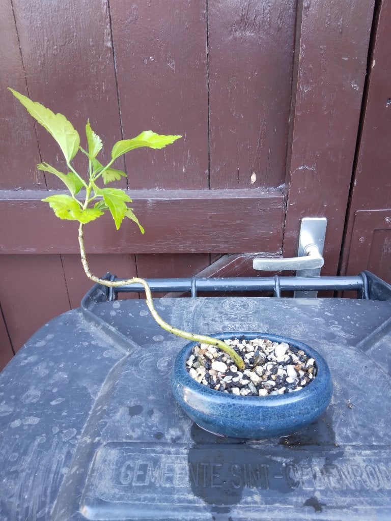 Bonsai, Ophalen, Zo goed als nieuw, Aardewerk, Minder dan 40 cm