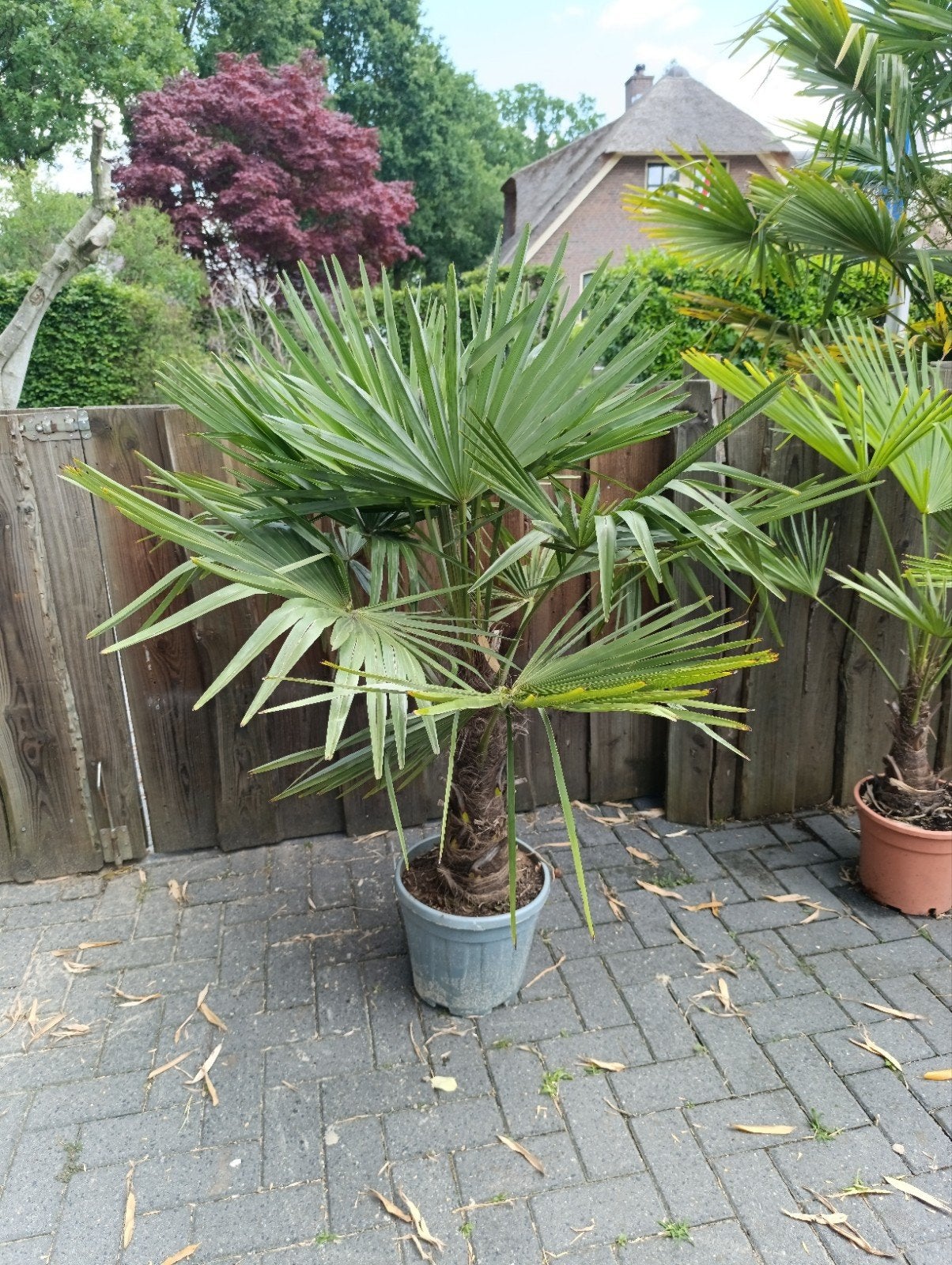 Trachycarpus Fortunei - Winterharde Palmboom, Tuin en Terras, Ophalen