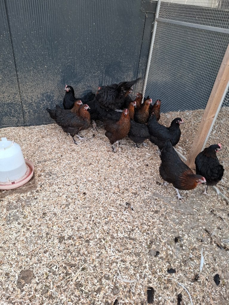 Marans hennen, Dieren en Toebehoren, Pluimvee, Meerdere dieren, Kip