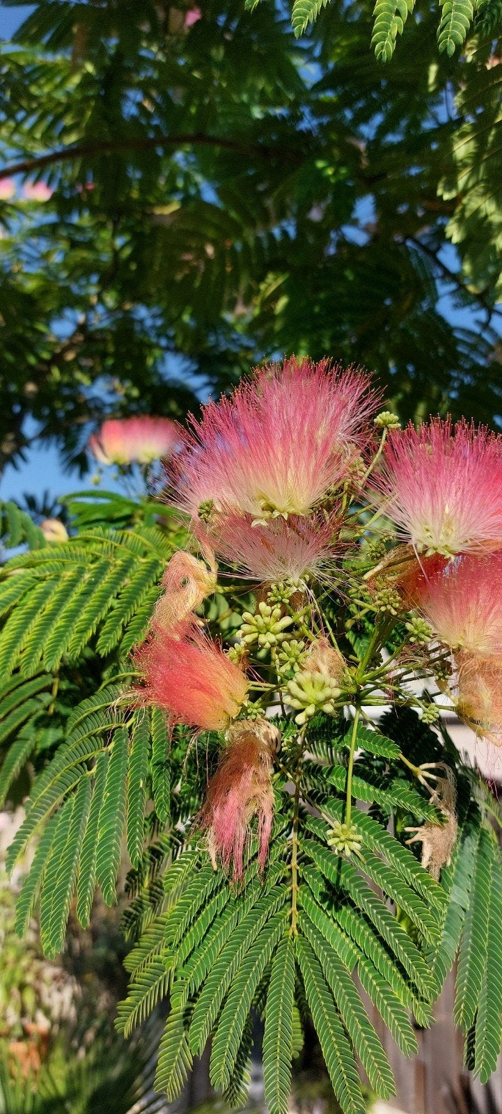 Albizia div. Soorten zaailingen- Perzische Slaapboom, Volle zon, Minder dan 100 cm, Zomer, Overige soorten