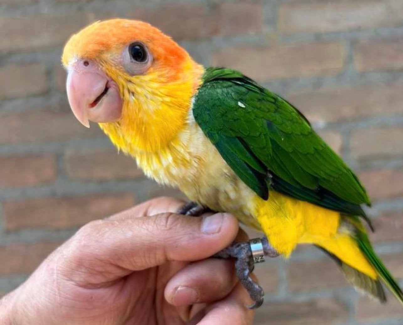 Mega tamme roestkop caique 14 weken oud, Geslacht onbekend, Papegaai, Geringd
