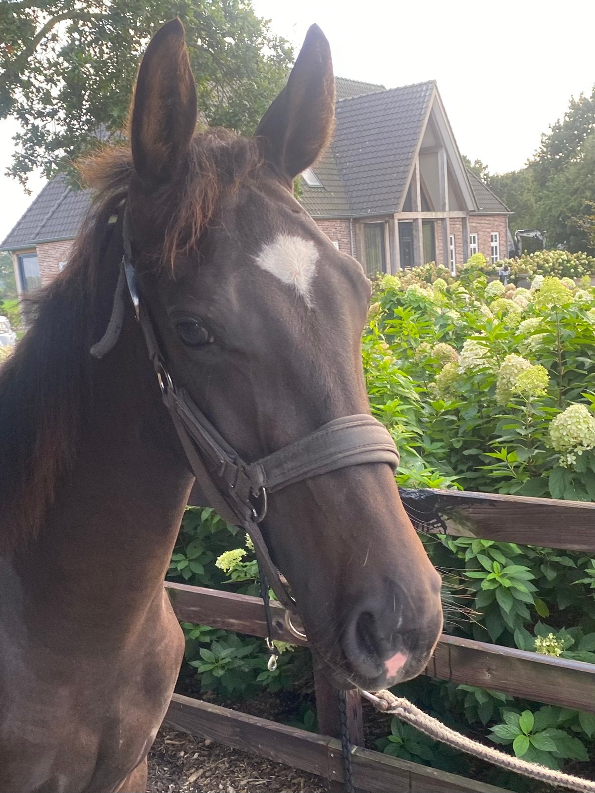 Super lieve jaarling hengst van Rocky Norel x Furst Dior, Minder dan 160 cm, Met stamboom, Niet van toepassing, Dressuurpaard