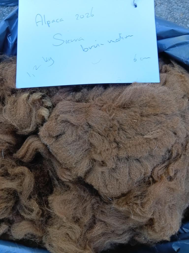 Bruine alpaca vacht van Sierra, superzacht en veel crimp., Ophalen of Verzenden, Nieuw, Spinnewiel
