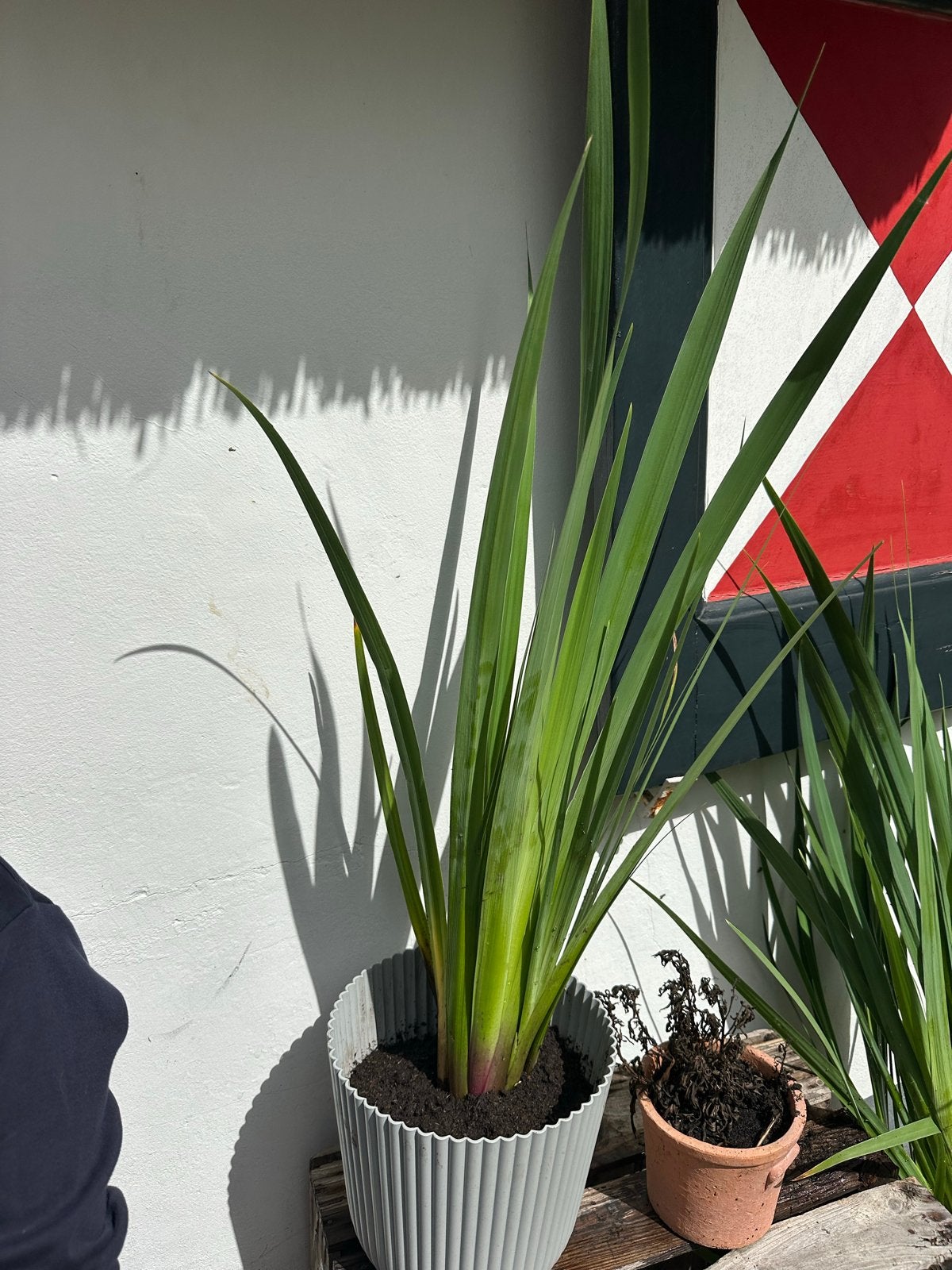 Gele Lis (Iris pseudacorus) - Waterplant, Tuin en Terras, Planten | Tuinplanten, Ophalen, Volle zon, Vaste plant, Zomer