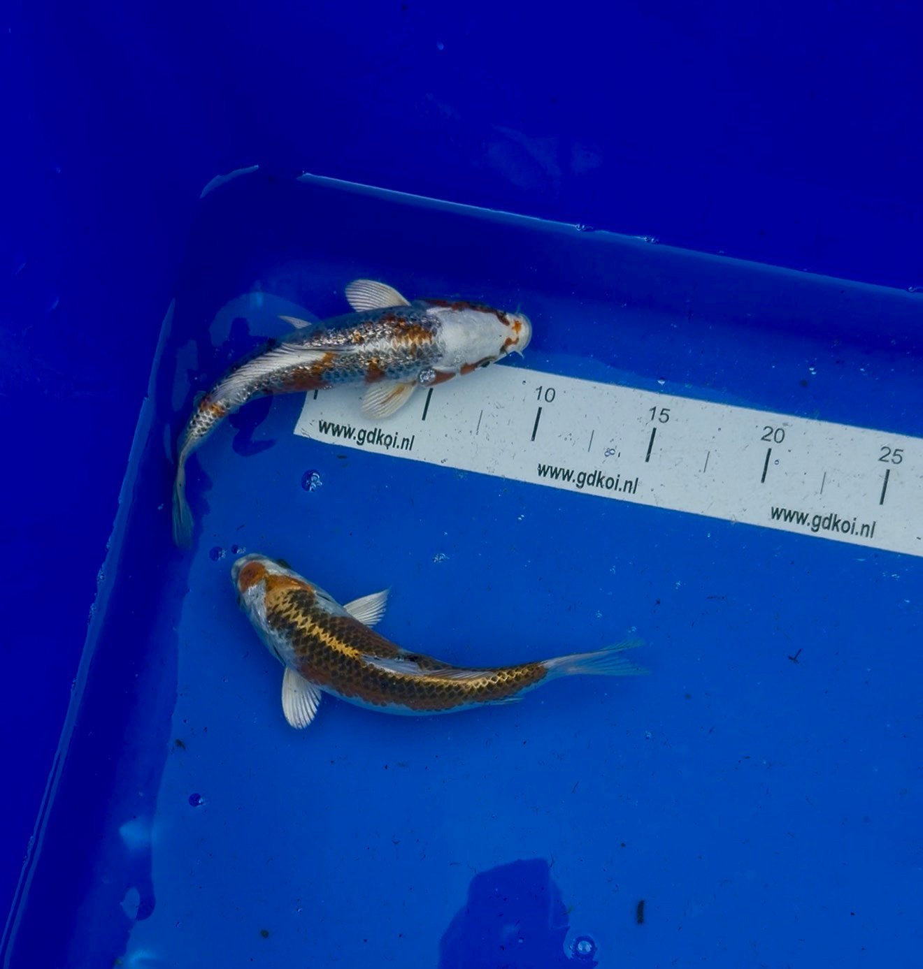 Kajaku koi karper, Karper of Koi