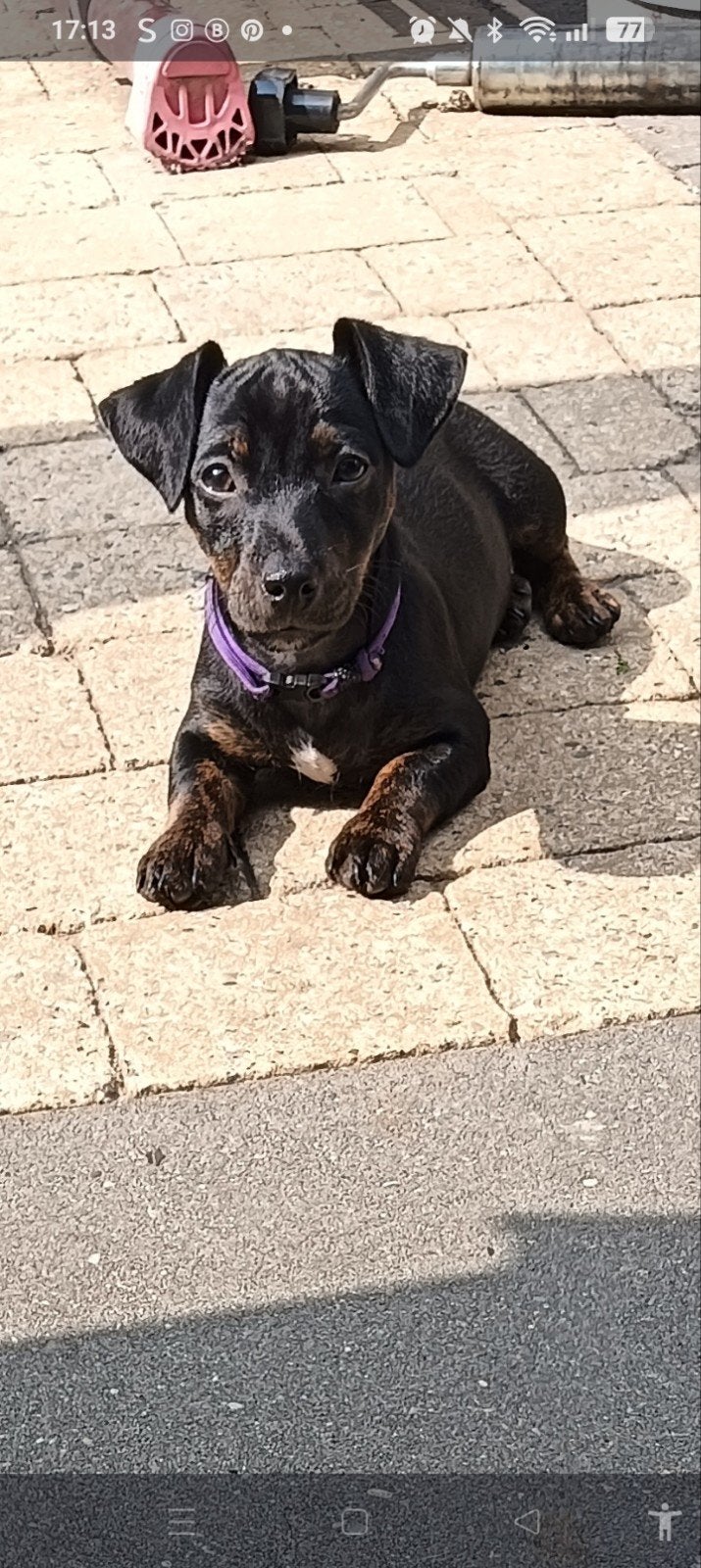 Zeer mooie Jack Russel pups. 1 Reutje beschikbaar., Parvo, Jack Russell Terriër, 8 tot 15 weken, Meerdere