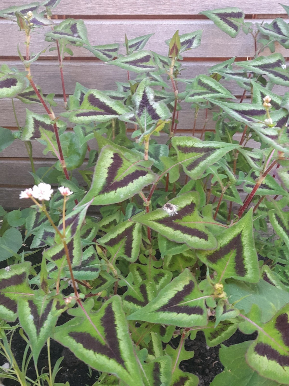 Persicaria microcephala purple fantasy, Ophalen of Verzenden, Overige soorten, Volle zon