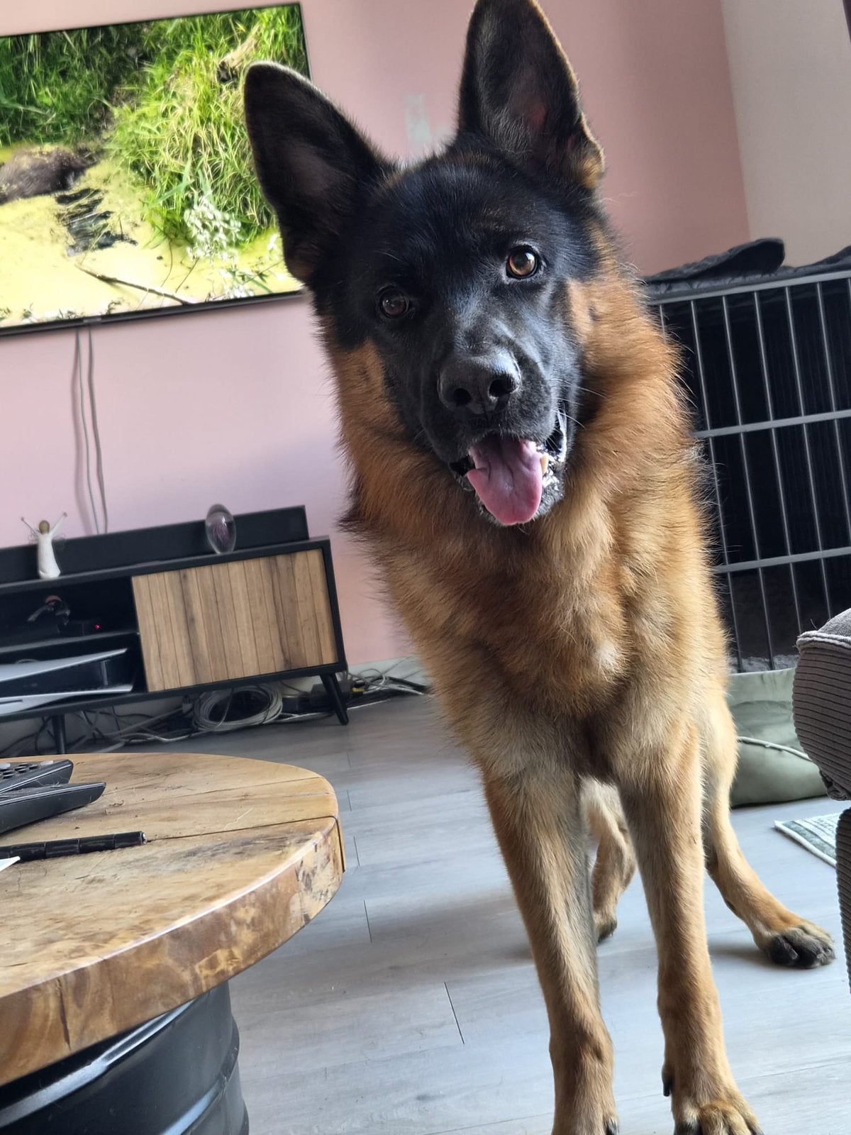 Duitse herder reu Storm (stokhaar) zoekt een nieuw plekje, Reu, Eén hond, CDV (hondenziekte), 3 tot 5 jaar
