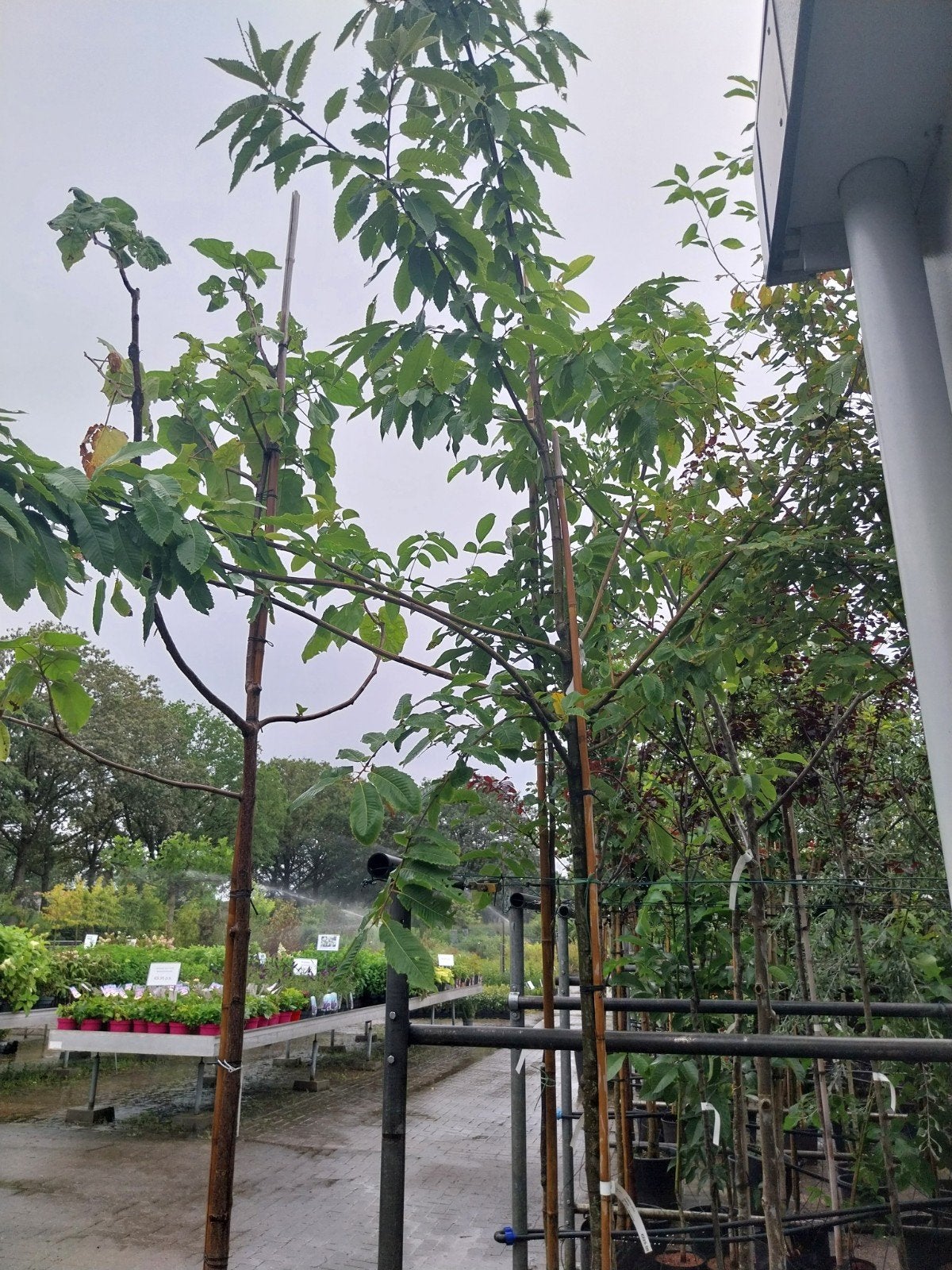 Castanea Sativa - Tamme Kastanje boom 350-400 cm, Ophalen, In pot, Volle zon, Overige soorten