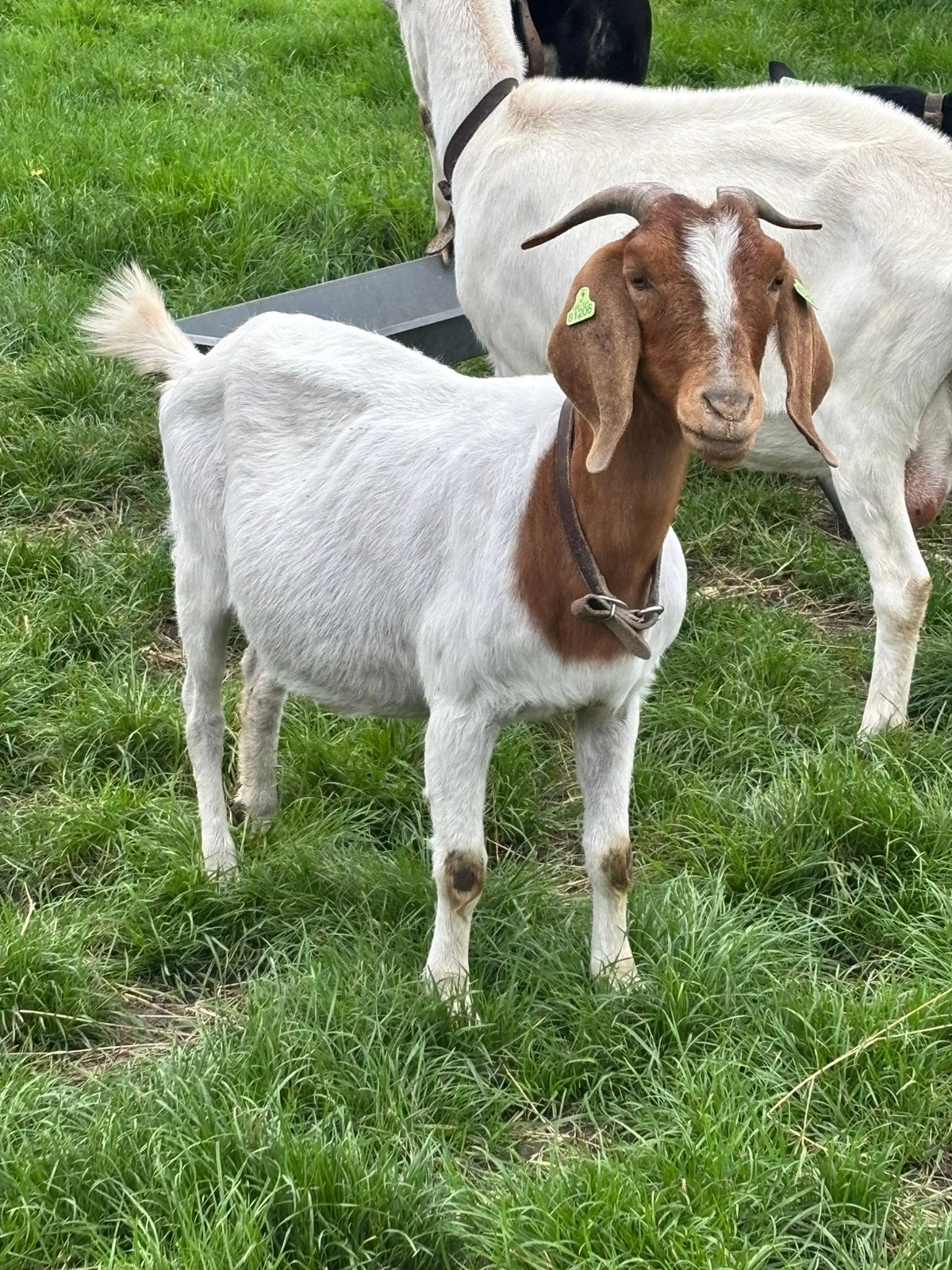 Stamboek boergeit, Vrouwelijk, Geit, 3 tot 5 jaar