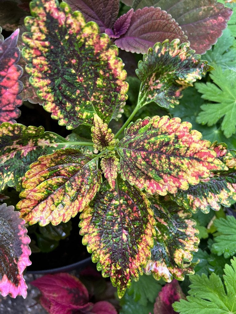 Coleus topstek✂️, Ophalen of Verzenden, Halfschaduw, Minder dan 100 cm
