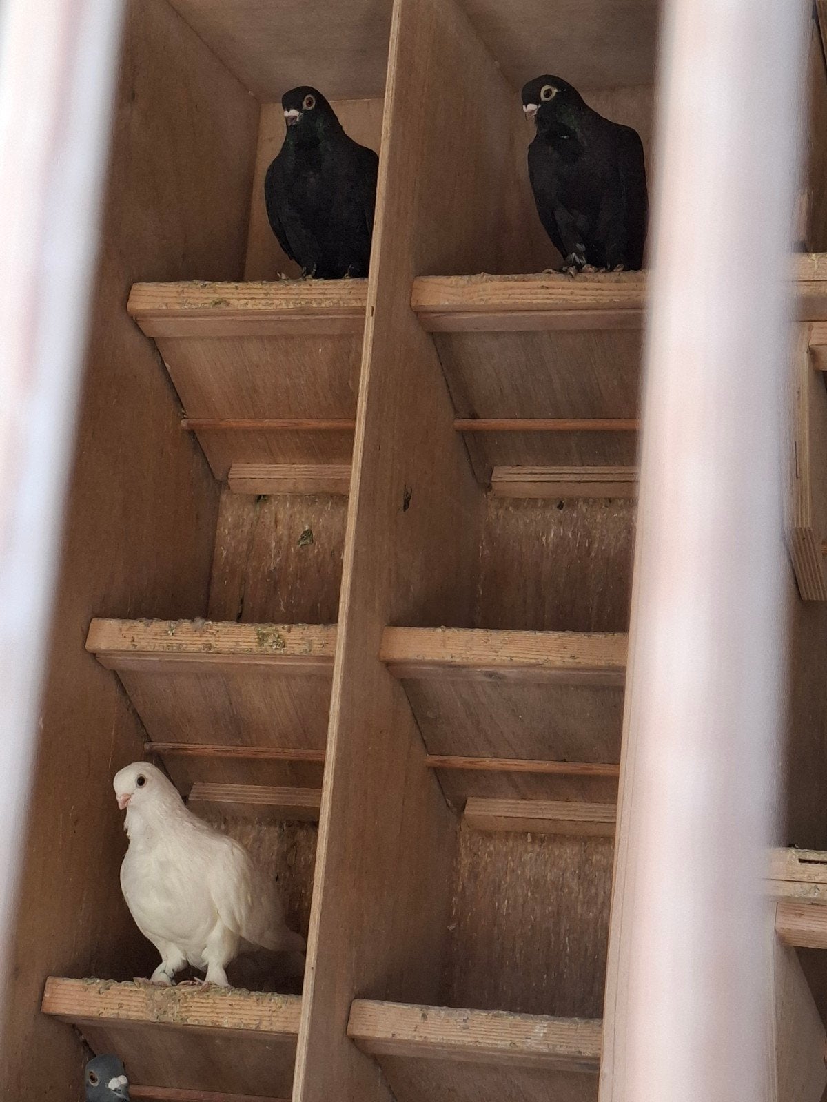 figurita lokkertjes, Dieren en Toebehoren, Vogels | Duiven, Meerdere dieren, Postduif