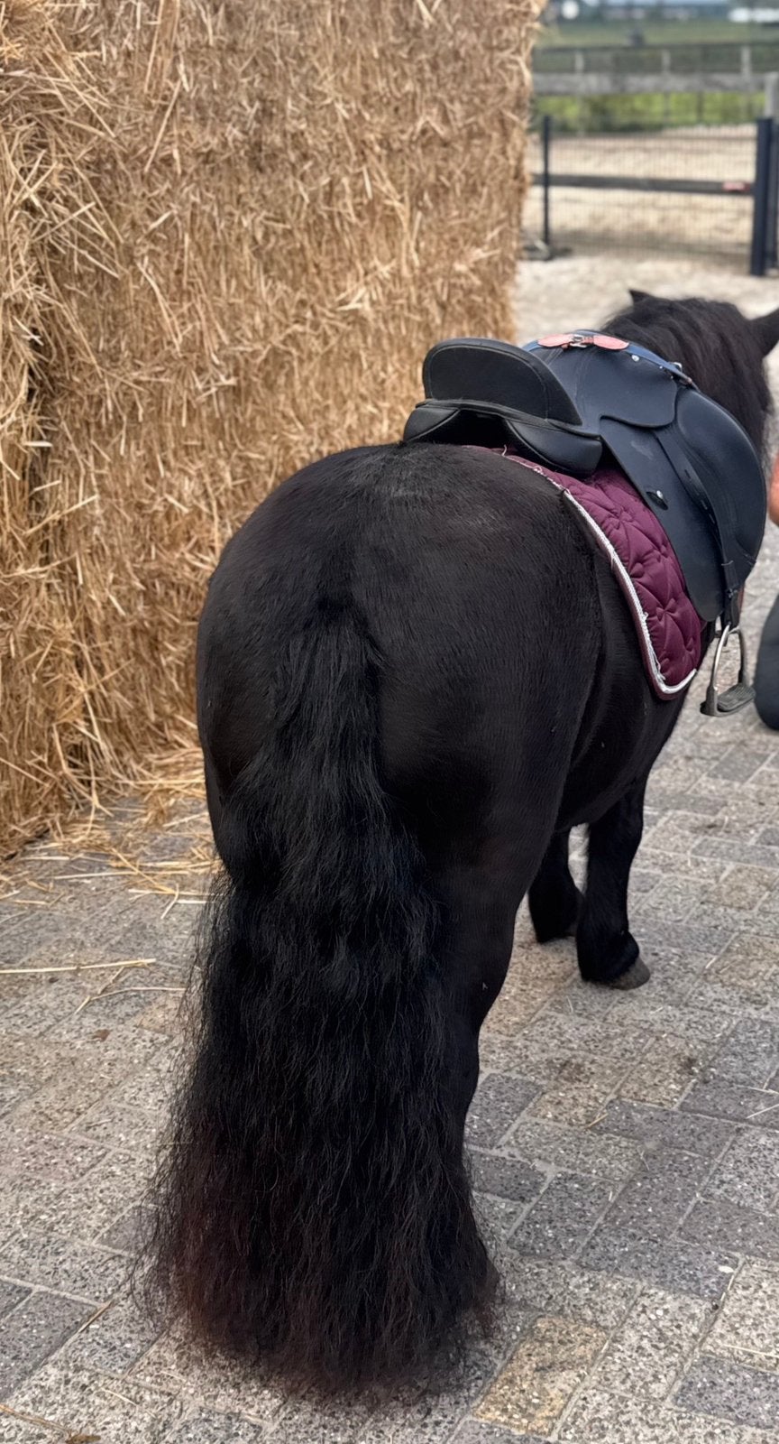🩷Prachtige grote maat stamboek pony’s🩷, Merrie, A pony (tot 1.17m)