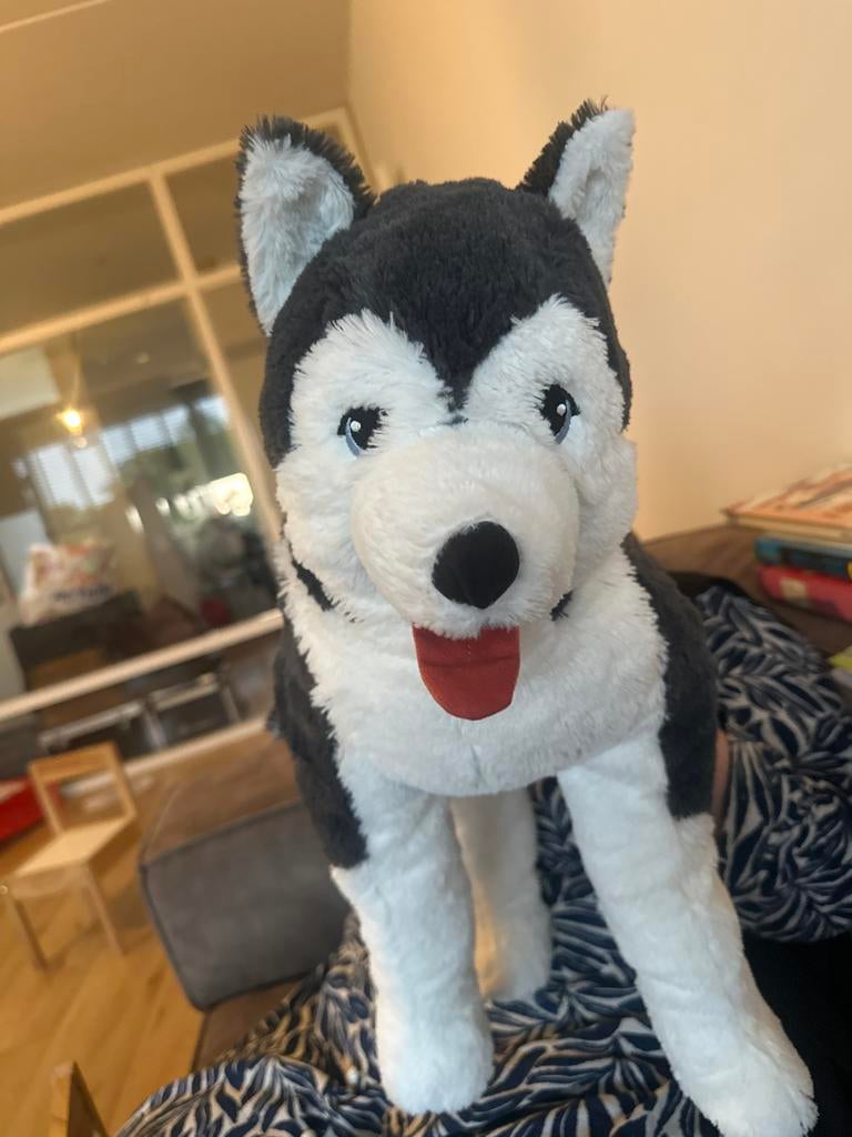 Grote Husky knuffel - Zo goed als nieuw, Zo goed als nieuw, Middelgroot (20 tot 80 cm), Meerkleurig, Hond