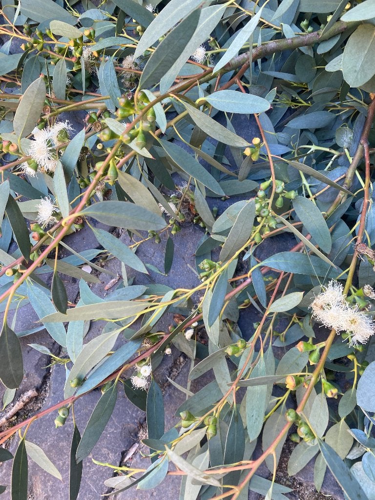 Eucalyptus gratis, Ophalen, Volle zon, Overige soorten, Minder dan 100 cm