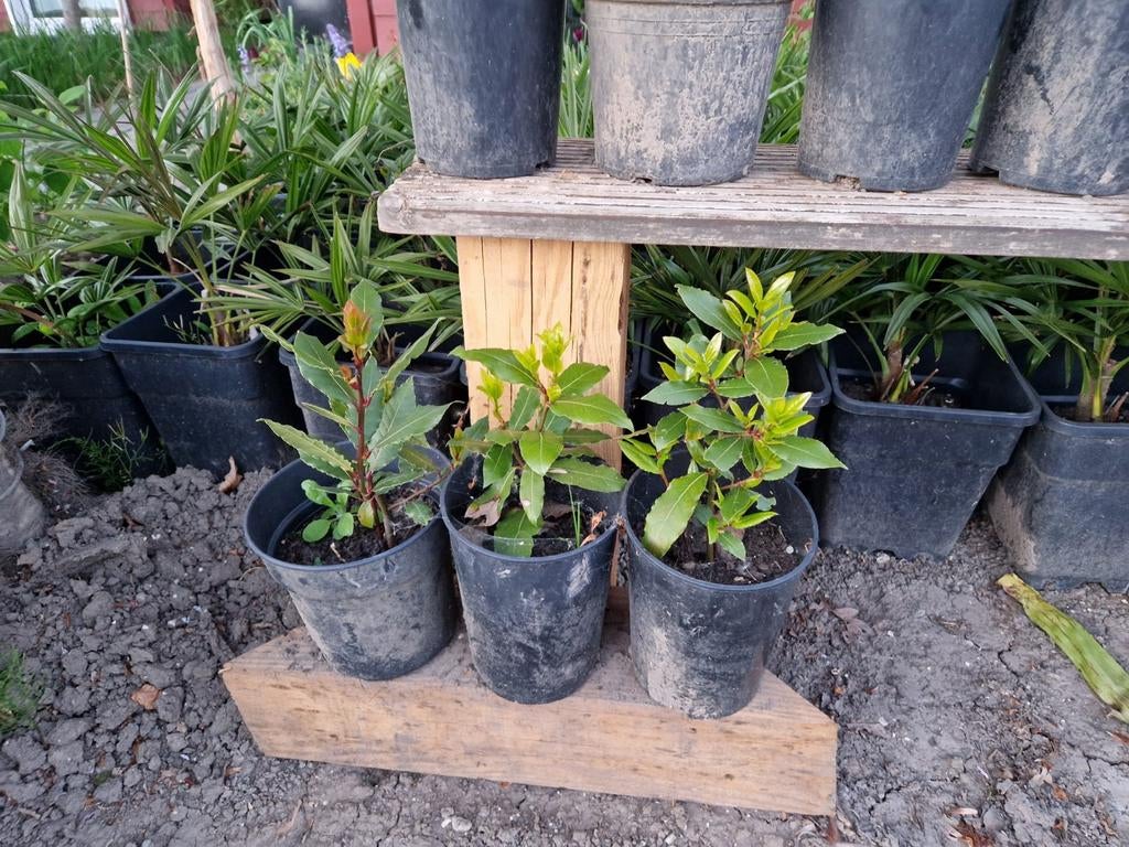 Laurierplanten - Verse kruiden voor uw keuken en tuin, Ophalen