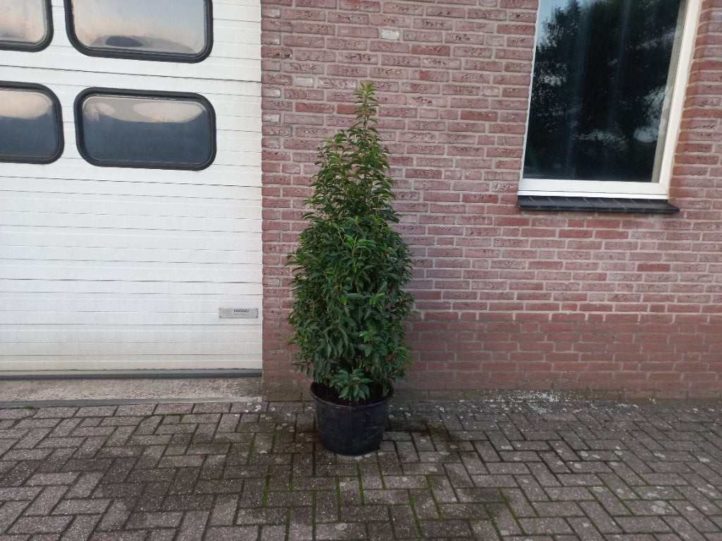 Portugese laurier 2 stuks 1.50 mtr., Ophalen, Laurier, Struik, 100 tot 250 cm