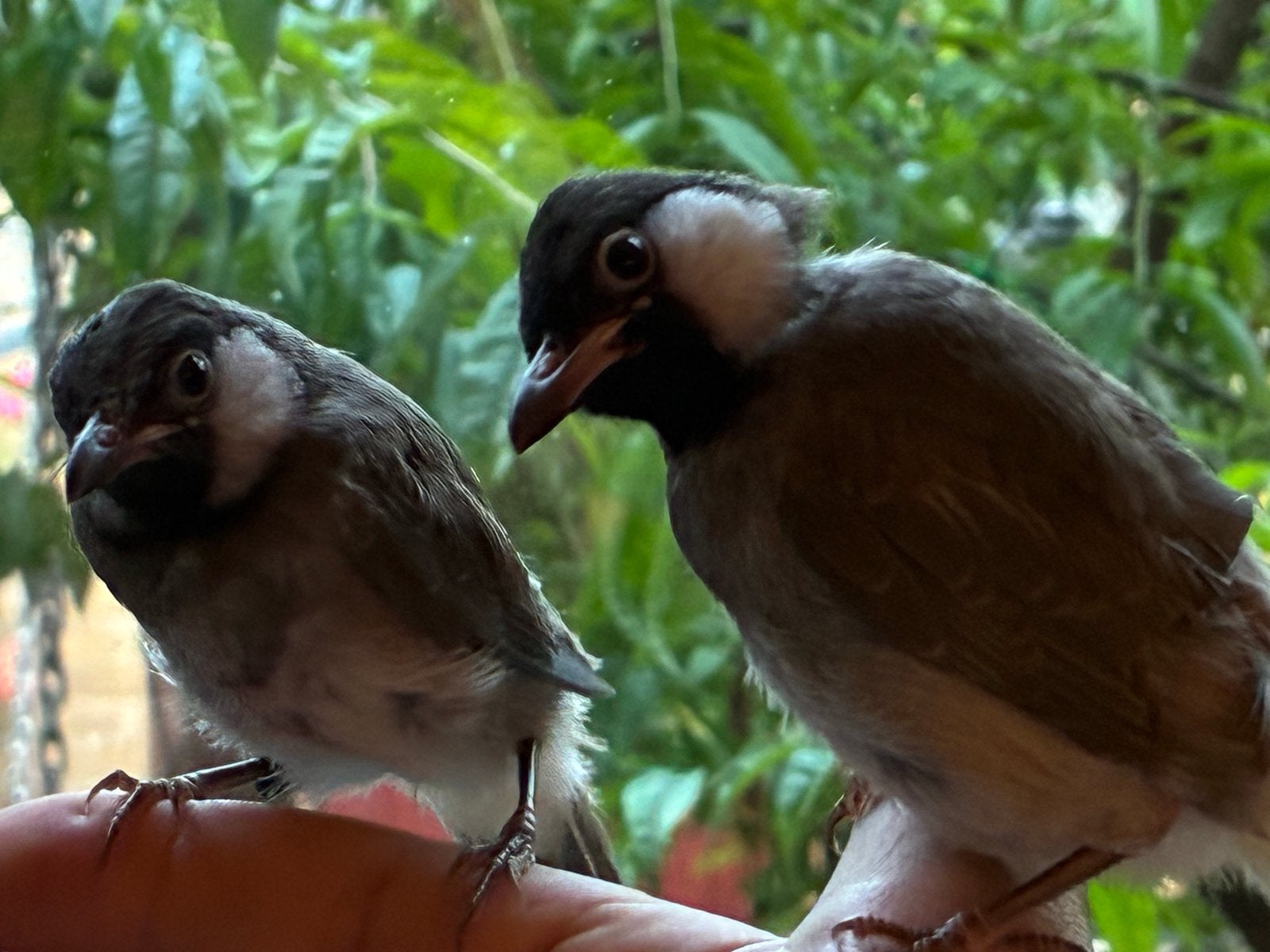 Witoorbuulbuul koppel xxl 2026, Dieren en Toebehoren, Vogels | Overige Vogels, Meerdere dieren, Geringd