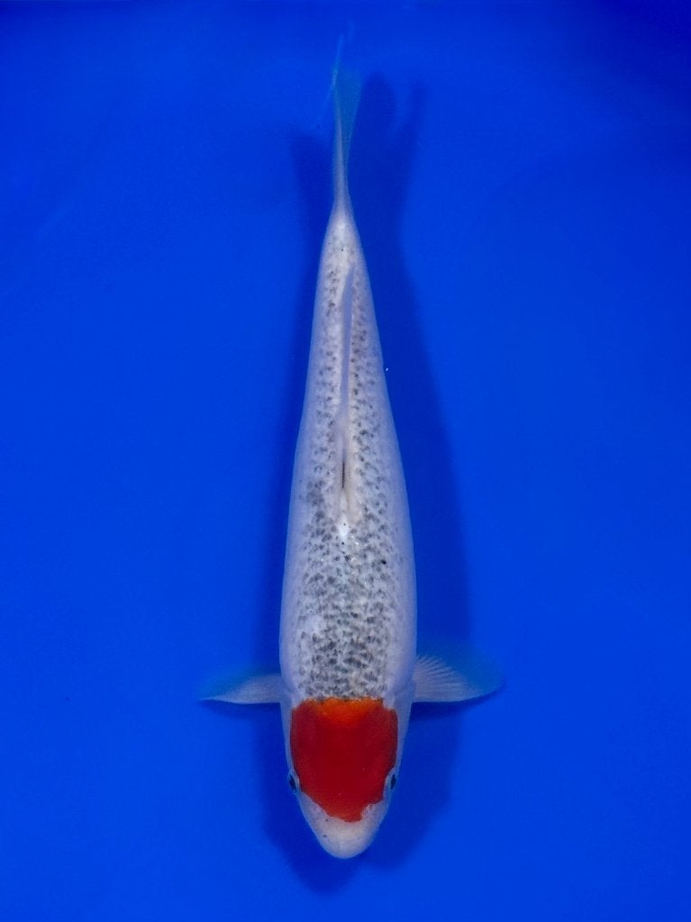 VHQ Tancho Goshiki Jumbo Tosai Tateshita 30-35 cm, Karper of Koi