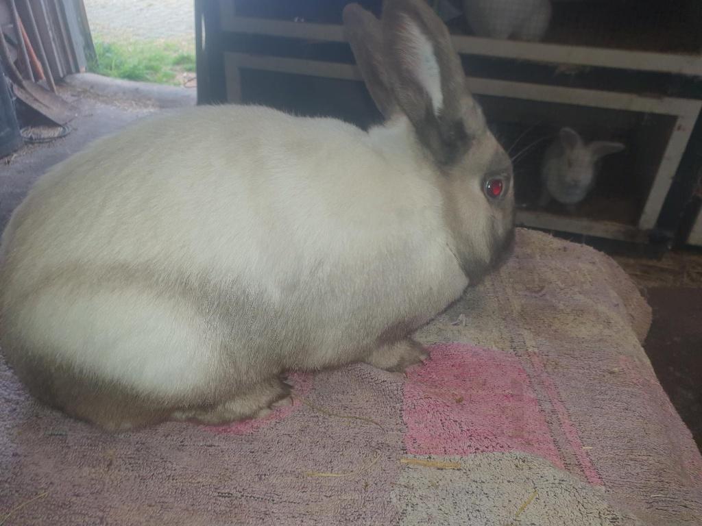 mooie overjarige Sallander ram, Mannelijk, Groot