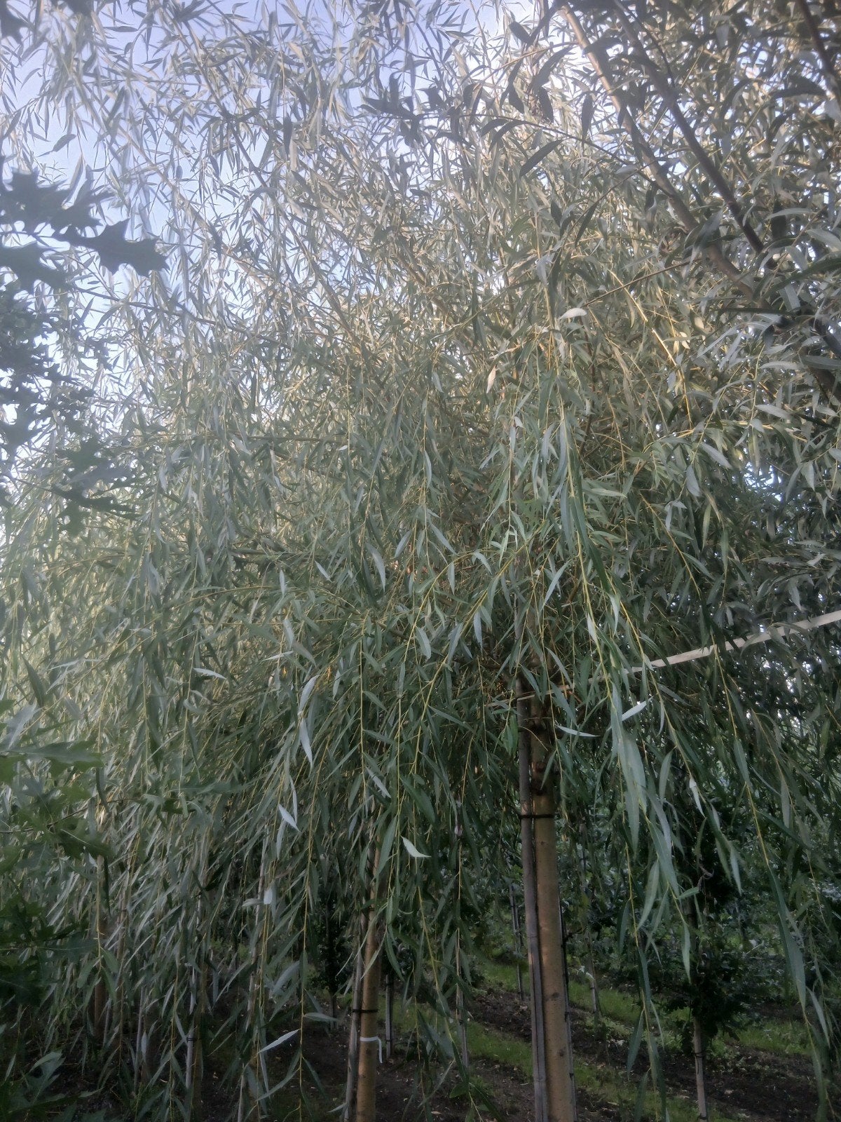Prachtige Treurwilg - Salix sepulcralis Chrysocoma, Tuin en Terras, Treurboom, Lente, 400 cm of meer, Ophalen