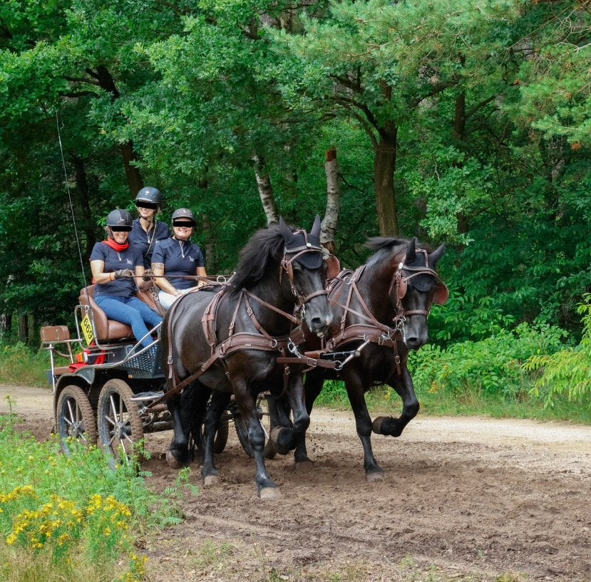 Tweespan Merens, geregistreerde ruinen, Dieren en Toebehoren, Paarden, Minder dan 160 cm, Met stamboom, Ruin, Niet van toepassing