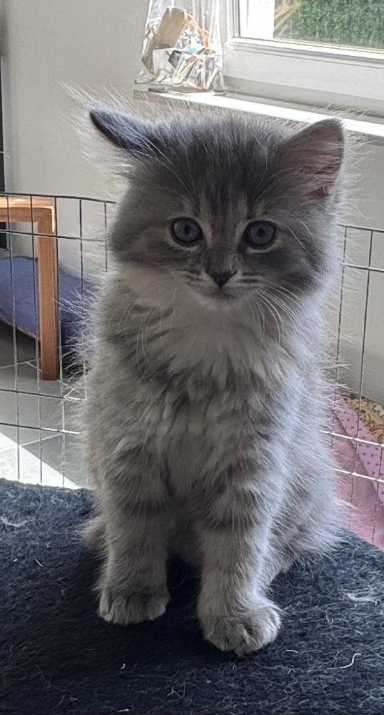 Lieve Noorse boskat/Ragdoll kittens kruising langhaar, Meerdere dieren, Ontwormd, 0 tot 2 jaar