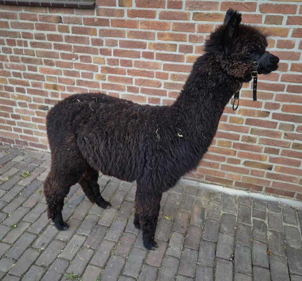 Alpaca's te koop, Augustus, Meerdere dieren
