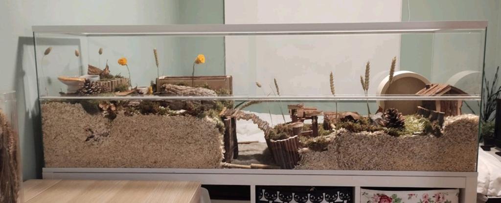 Hamsterverblijf beschikbaar voor hamster, Dieren en Toebehoren, Knaagdieren en Konijnen | Hokken en Kooien, Zo goed als nieuw