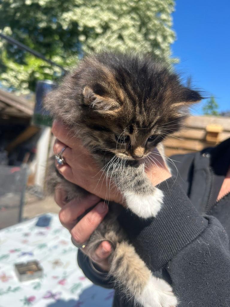 Maincoon kruising europese korthaar, Meerdere dieren, Ontwormd, 0 tot 2 jaar