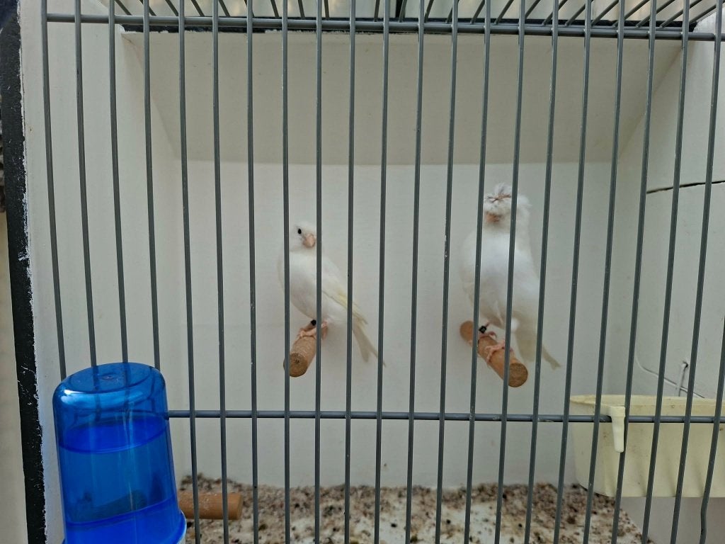 2 witte kanarie van 2026, Meerdere dieren, Kleurkanarie