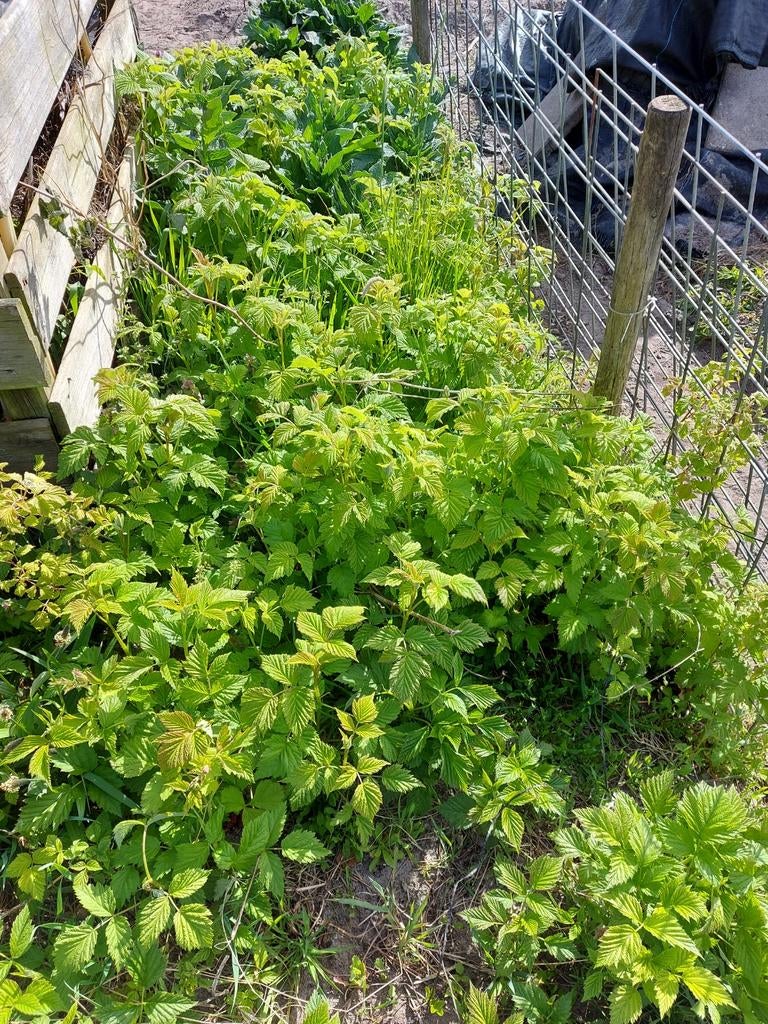 Frambozen stekjes bio laatste 7v5,- !, Volle zon, Vaste plant, Ophalen of Verzenden, Zomer