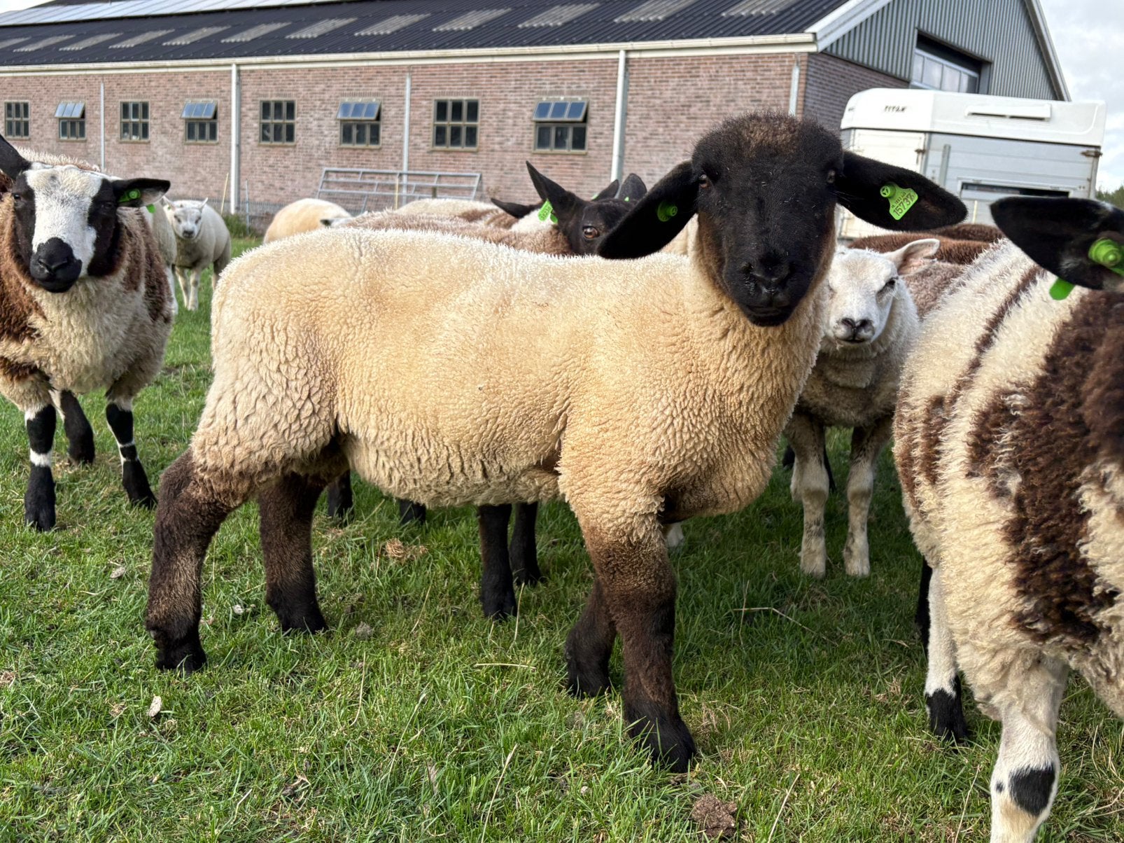 Suffolk ram, Dieren en Toebehoren, Mannelijk, Schaap, 0 tot 2 jaar