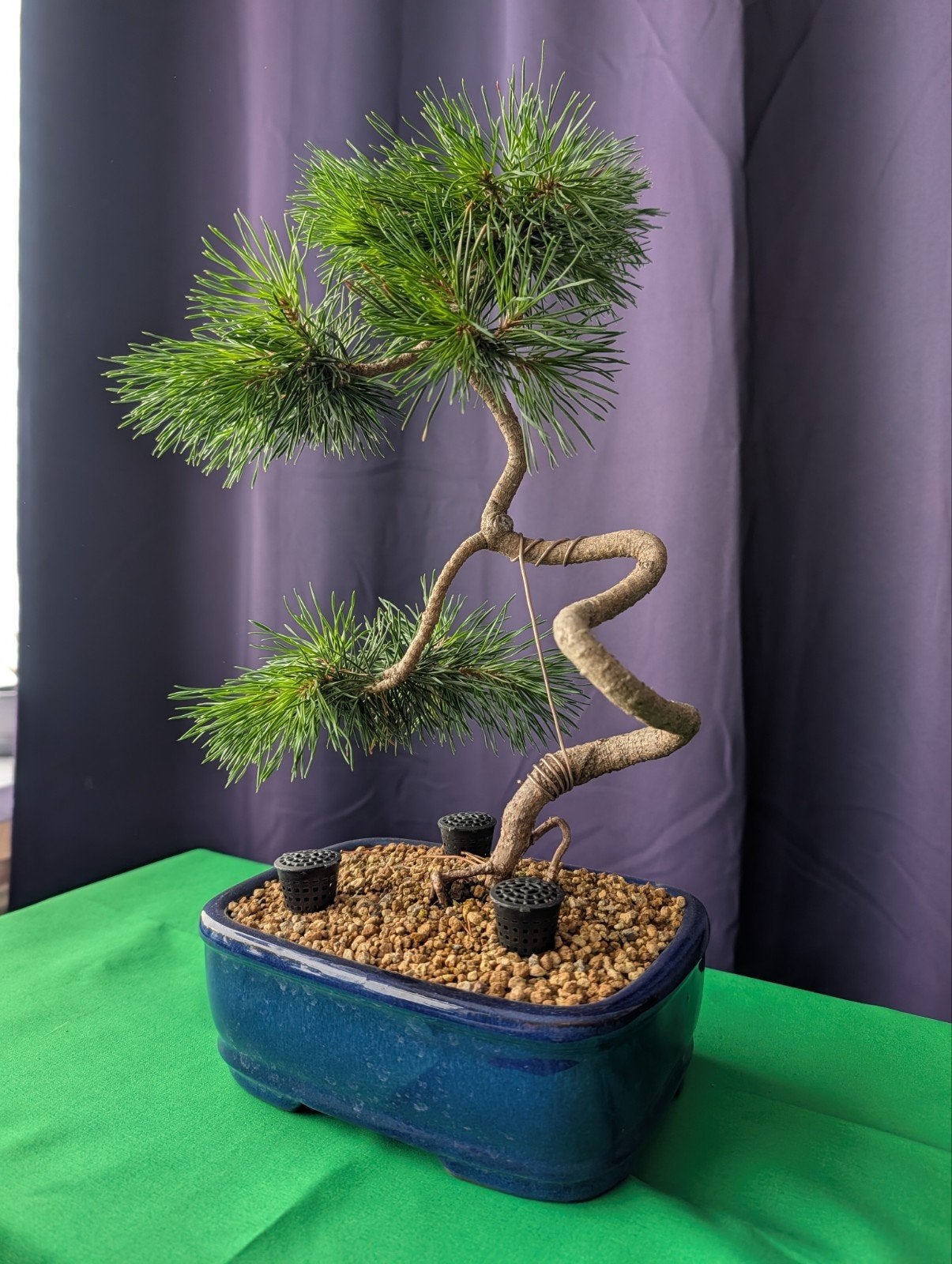 Pinus sylvestris bonsai | 39 cm | Literati stijl, Bloeit niet, Halfschaduw, Overige soorten, Minder dan 100 cm